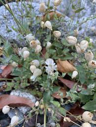 Image result for Silene vulgaris