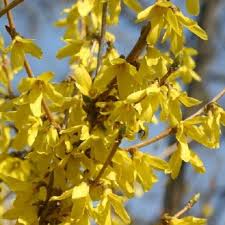 Attēlu rezultāti vaicājumam “Forsythia”