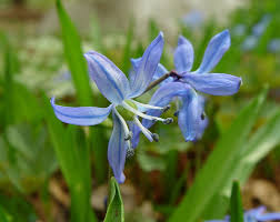 Attēlu rezultāti vaicājumam “Scilla siberica”