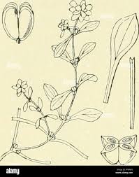 Attēlu rezultāti vaicājumam “Callitriche verna flower”