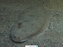 Image result for Solea solea