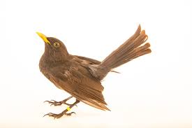 Attēlu rezultāti vaicājumam “Turdus merula”