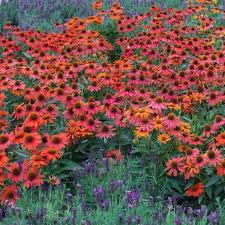 Attēlu rezultāti vaicājumam “Calamagrostis purpurea flower”