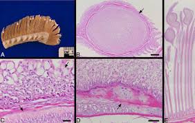 Image result for Pylodictis olivaris