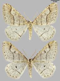 Attēlu rezultāti vaicājumam “Agriopis marginaria”