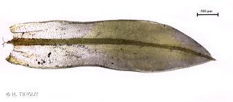 Attēlu rezultāti vaicājumam “Tortula subulata”