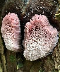 Attēlu rezultāti vaicājumam “Stemonitis foliicola macro”