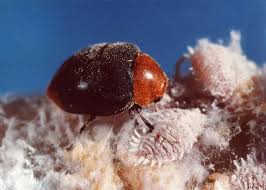 Image result for Cryptolaemus