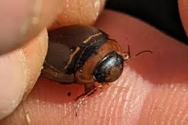 Attēlu rezultāti vaicājumam “Hydaticus transversalis”