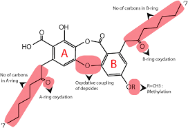 Attēlu rezultāti vaicājumam “Cetrelia sp.”