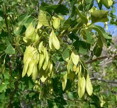 Attēlu rezultāti vaicājumam “Fraxinus excelsior Pendula female flower”