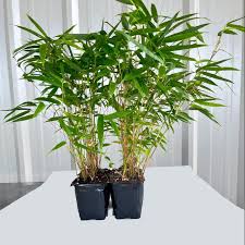 Attēlu rezultāti vaicājumam “Cribraria rufa stalked”