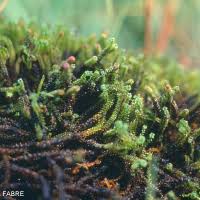 Attēlu rezultāti vaicājumam “Paludella squarrosa”