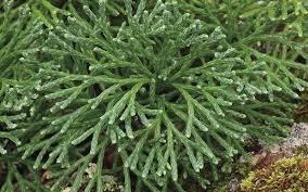 Attēlu rezultāti vaicājumam “Mnium lycopodioides”