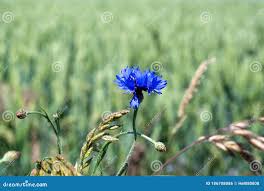 Attēlu rezultāti vaicājumam “Cyanus segetum”