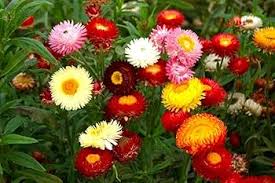 Image result for Helichrysum lindleyii