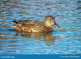 Attēlu rezultāti vaicājumam “Anas strepera female”