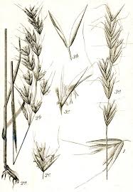 Attēlu rezultāti vaicājumam “Helictotrichon pubescens”