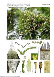 Attēlu rezultāti vaicājumam “Orthotrichum diaphanum”