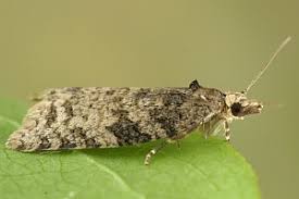 Attēlu rezultāti vaicājumam “Capua vulgana”