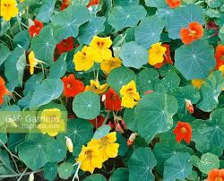 Image result for Tropaeolum minus