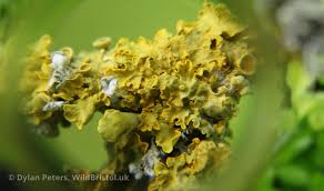 Attēlu rezultāti vaicājumam “Xanthoria parietina”