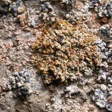 Attēlu rezultāti vaicājumam “Licea pusilla”