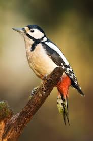 Attēlu rezultāti vaicājumam “Dendrocopos medius adult”