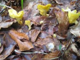 Attēlu rezultāti vaicājumam “Spathularia flavida”