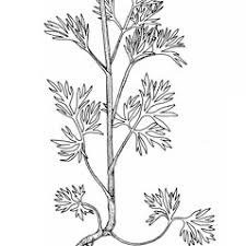 Image result for Consolida ajacis oder Consolida regalis