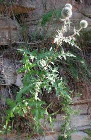 Attēlu rezultāti vaicājumam “Echinops sphaerocephalus flower”