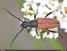 Attēlu rezultāti vaicājumam “Anastrangalia sanguinolenta”