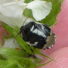 Attēlu rezultāti vaicājumam “Tritomegas bicolor imago”