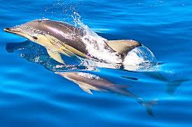 Image result for Delphinus delphis