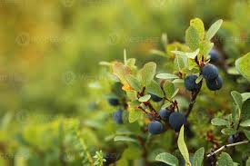 Attēlu rezultāti vaicājumam “Vaccinium uliginosum fruit”