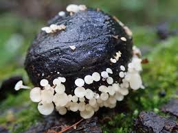 Attēlu rezultāti vaicājumam “Hymenoscyphus fructigenus var. coryli”