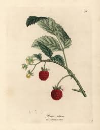Attēlu rezultāti vaicājumam “Rubus idaeus fruit”