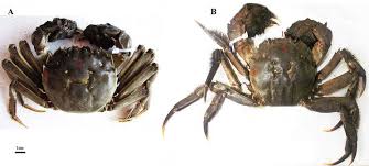 Image result for Eriocheir sinensis