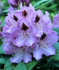 Attēlu rezultāti vaicājumam “rhododendron”
