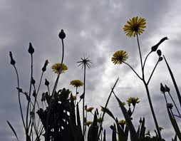 Attēlu rezultāti vaicājumam “Crepis biennis”
