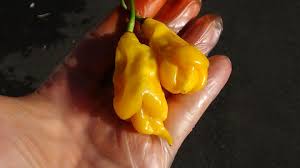 Afbeeldingsresultaat voor mme jeanette hot pepper