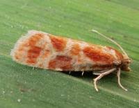 Attēlu rezultāti vaicājumam “Rhyacionia pinicolana”