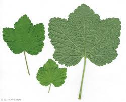 Attēlu rezultāti vaicājumam “Ribes rubrum”