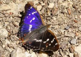 Attēlu rezultāti vaicājumam “Apatura ilia male”