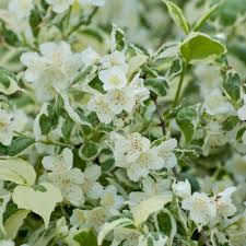 Attēlu rezultāti vaicājumam “Philadelphus coronarius”