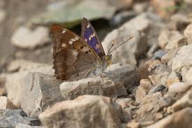 Attēlu rezultāti vaicājumam “Apatura ilia male”