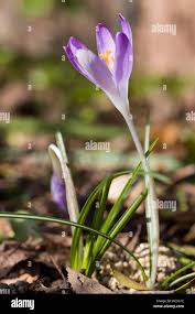 Attēlu rezultāti vaicājumam “Crocus tommasinianus flower”