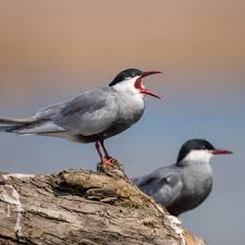 Attēlu rezultāti vaicājumam “Chlidonias hybrida”