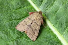 Attēlu rezultāti vaicājumam “Mythimna turca”