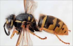 Attēlu rezultāti vaicājumam “Vespula rufa”